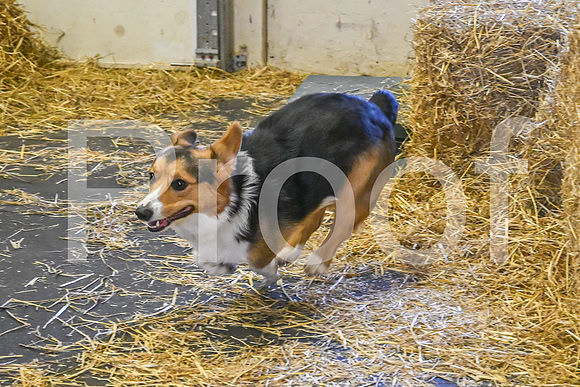 NBP_Barn hunt-77