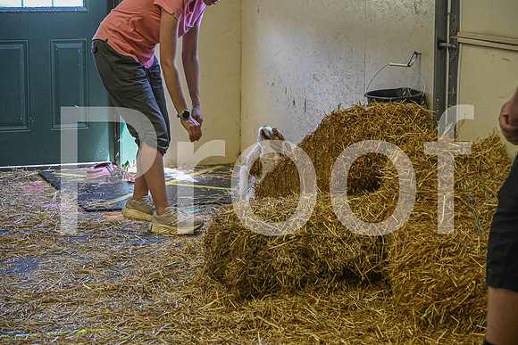 NBP_Barn hunt-396