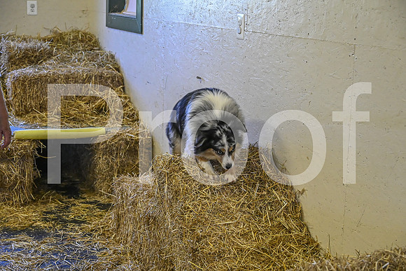 NBP_Barn hunt-199