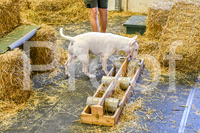 NBP_Barn hunt-32