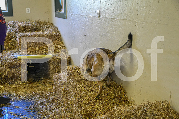 NBP_Barn hunt-304