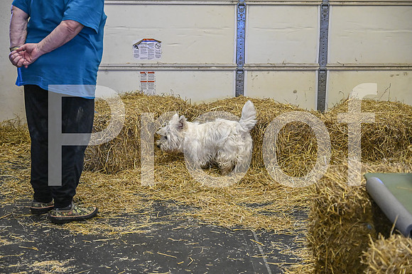 NBP_Barn hunt-110