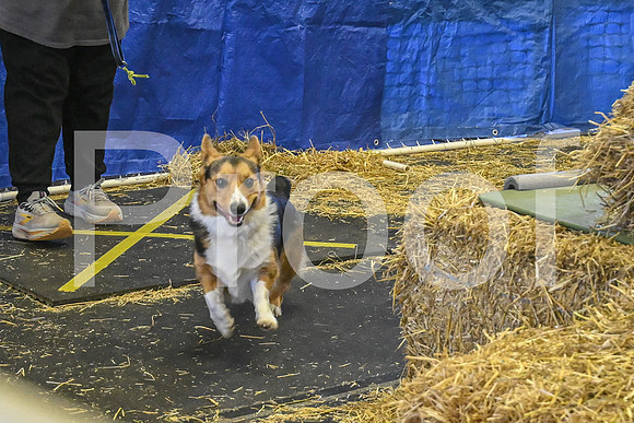 NBP_Barn hunt-162