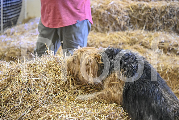 NBP_Barn hunt-338