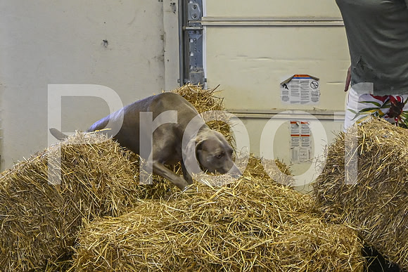 NBP_Barn hunt-434