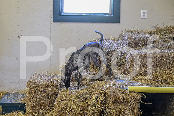 NBP_Barn hunt-156