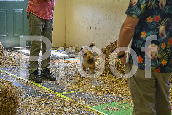 NBP_Barn hunt-329