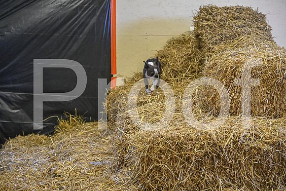 NBP_Barn hunt-247