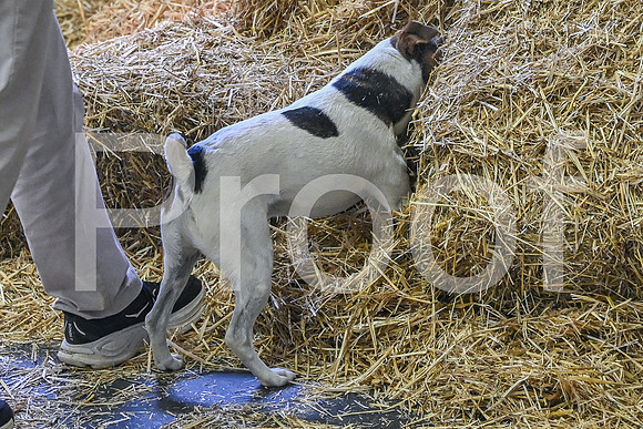 NBP_Barn hunt-137