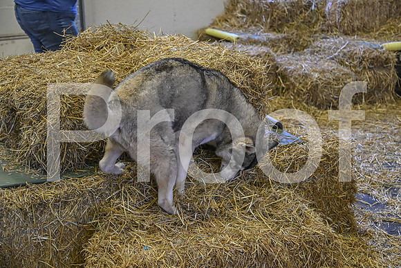 NBP_Barn hunt-220