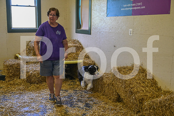 NBP_Barn hunt-215