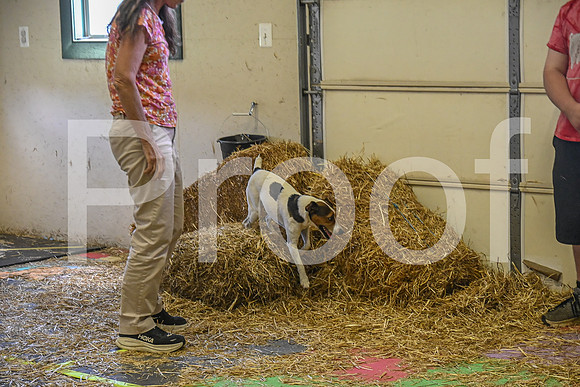 NBP_Barn hunt-366
