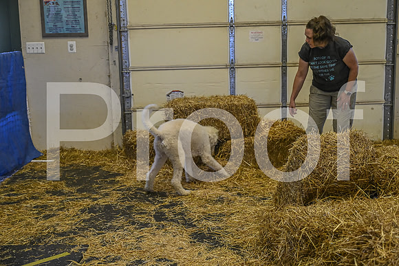 NBP_Barn hunt-281
