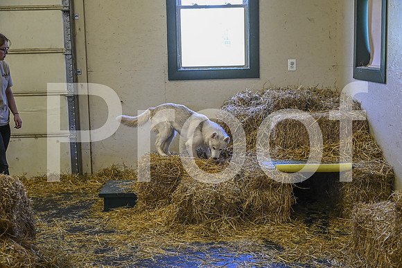 NBP_Barn hunt-314