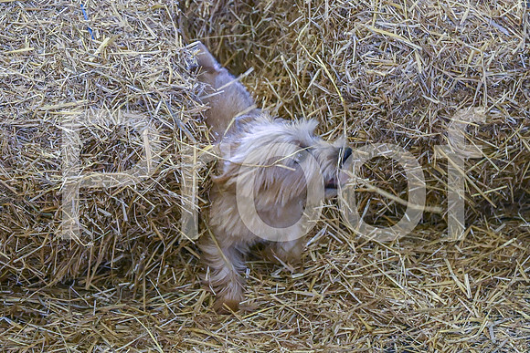 NBP_Barn hunt-452