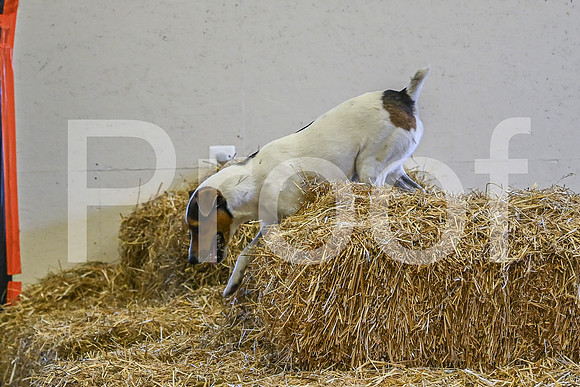 NBP_Barn hunt-138