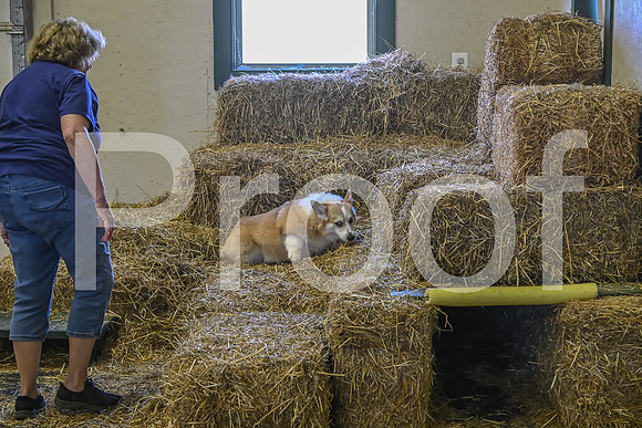 NBP_Barn hunt-409