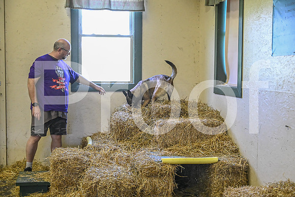 NBP_Barn hunt-306