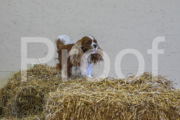 NBP_Barn hunt-36