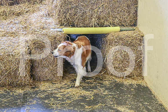 NBP_Barn hunt-440