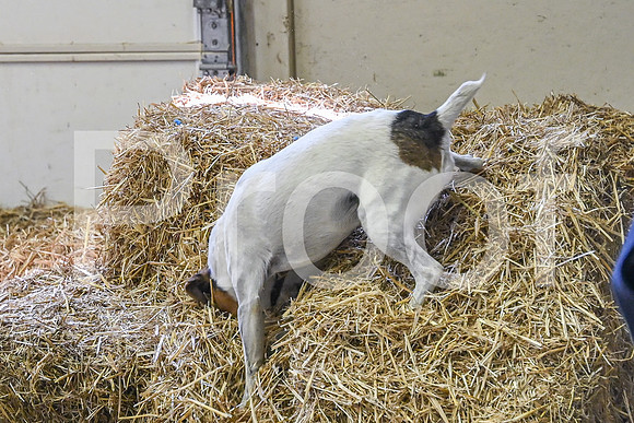 NBP_Barn hunt-136