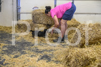 NBP_Barn hunt-260