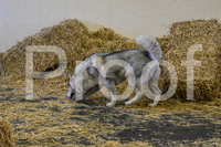 NBP_Barn hunt-75