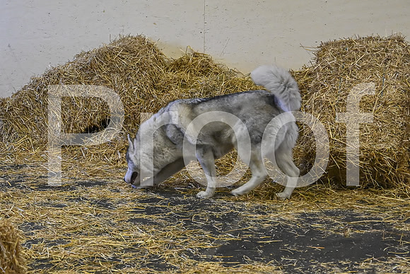 NBP_Barn hunt-75