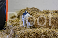 NBP_Barn hunt-10
