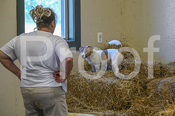 NBP_Barn hunt-82