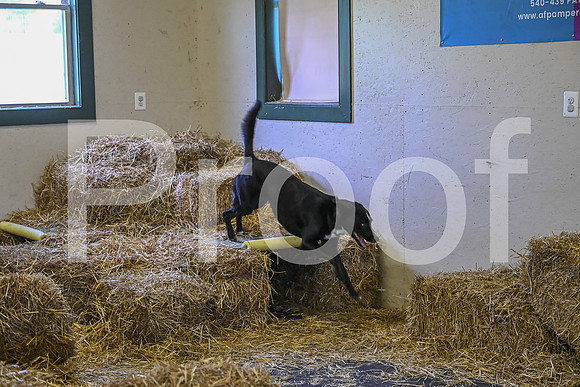 NBP_Barn hunt-295