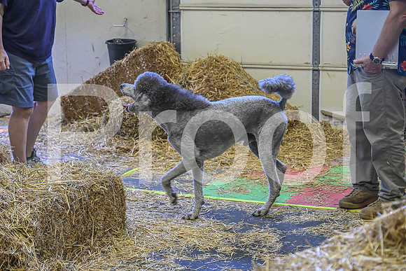 NBP_Barn hunt-319