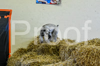NBP_Barn hunt-5