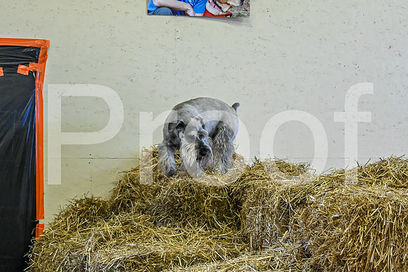 NBP_Barn hunt-5