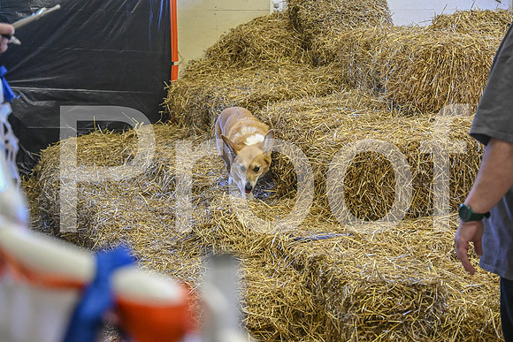 NBP_Barn hunt-430