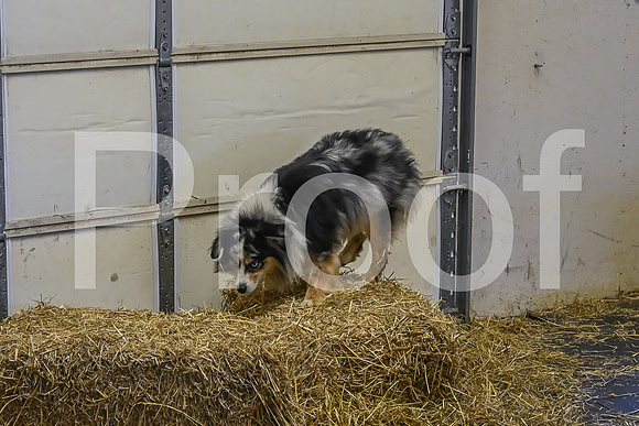 NBP_Barn hunt-84