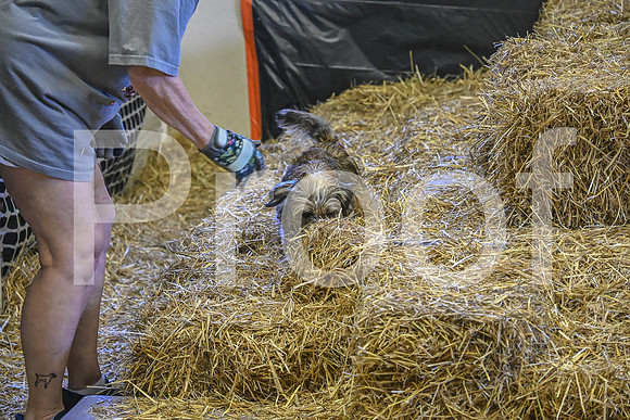 NBP_Barn hunt-377