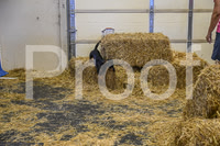 NBP_Barn hunt-256