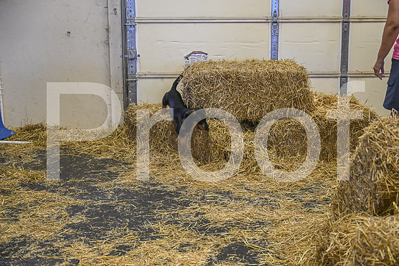 NBP_Barn hunt-256