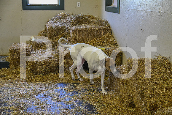 NBP_Barn hunt-231