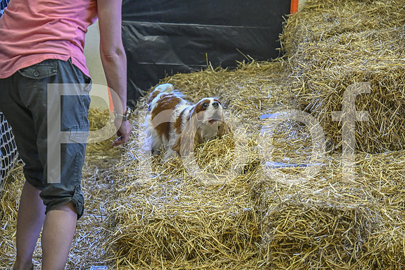 NBP_Barn hunt-386