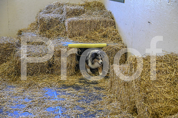 NBP_Barn hunt-198