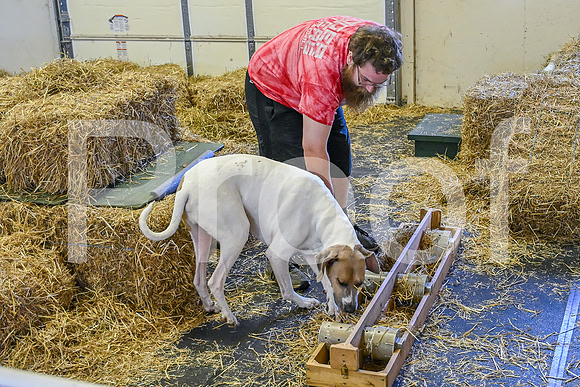 NBP_Barn hunt-46