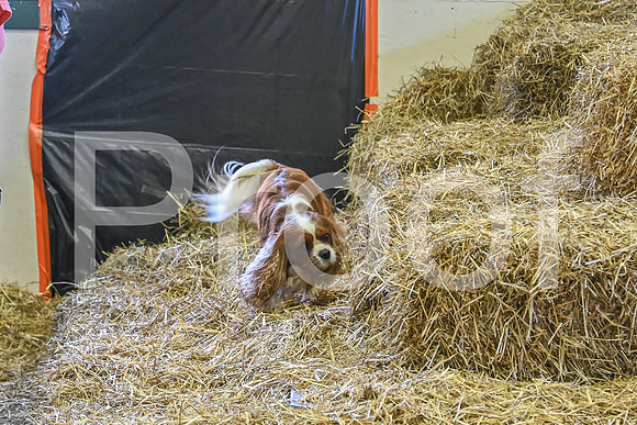 NBP_Barn hunt-35