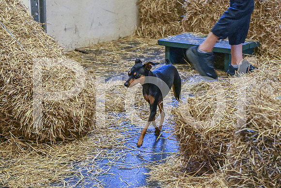 NBP_Barn hunt-140