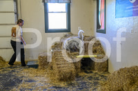 NBP_Barn hunt-73