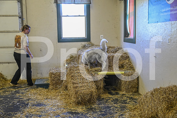 NBP_Barn hunt-73