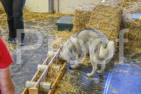 NBP_Barn hunt-29