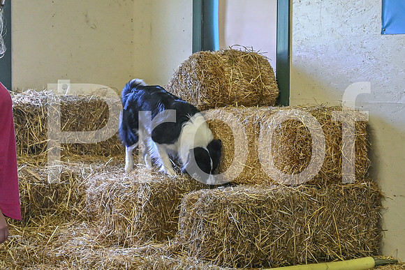 NBP_Barn hunt-467