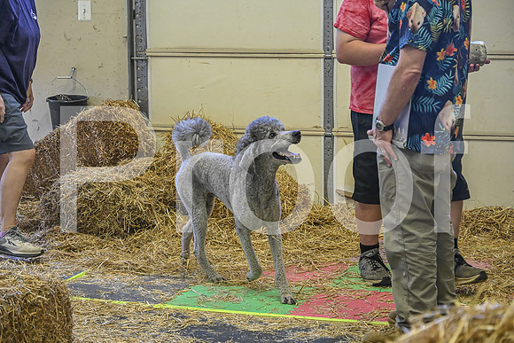 NBP_Barn hunt-322